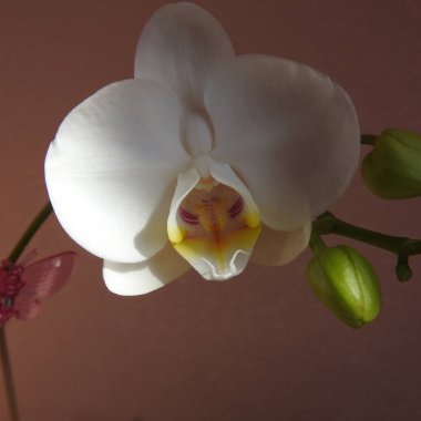 Pembe bir arka planda beyaz orkide çiçeği