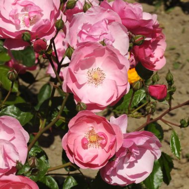 Bahçedeki pembe güller