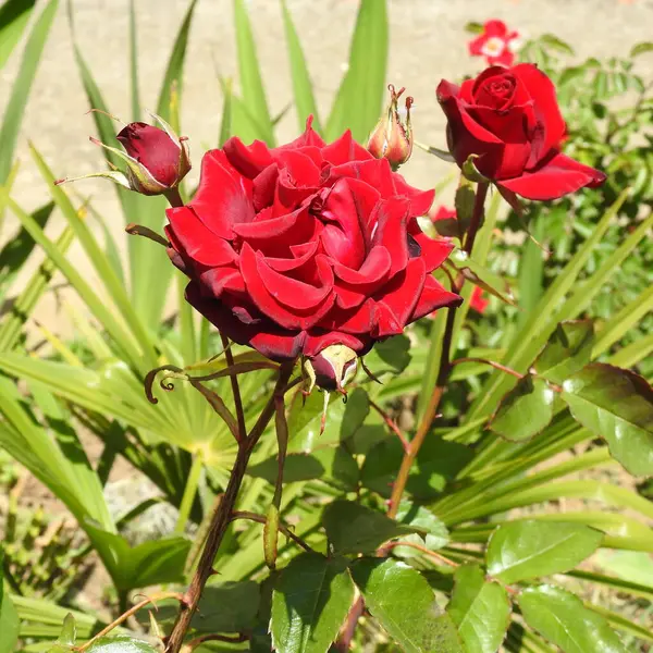 Κόκκινο Τριαντάφυλλο Ένα Κλαδί — Φωτογραφία Αρχείου