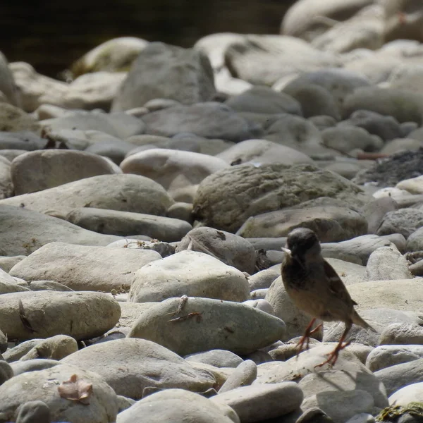 Moineau Sautant Sur Les Rochers — Photo