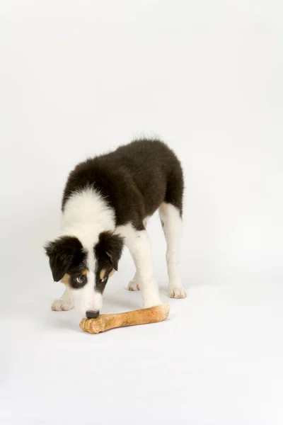 Cute Young Border Collie Puppy Dog Bone — Stock Photo, Image