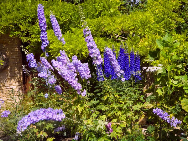 Vibrant Delphinium Flowers Summer Sunshine — Stock Photo, Image