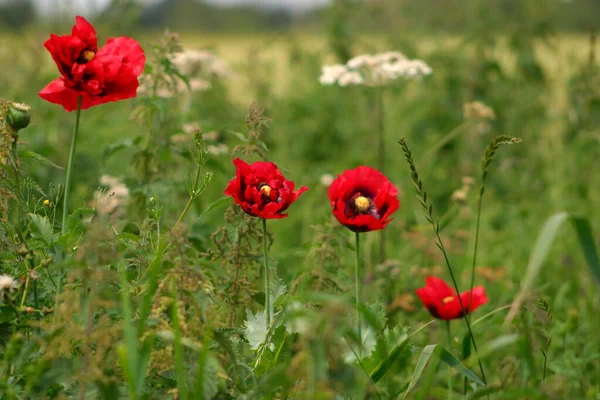 Poppies Campo Vermelho Vibrante Entre Ervas Daninhas Hedgerow — Fotografia de Stock