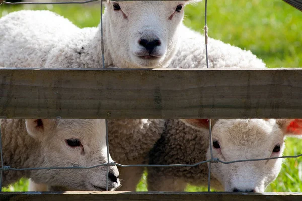 好奇的春天羊羔警觉地注视着 — 图库照片