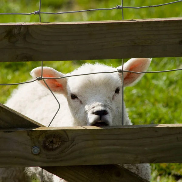 一只好奇的小羊羔穿过田野的大门 — 图库照片