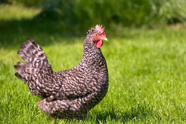 Szabad Tartású Csirke Füvön — Stock Fotó