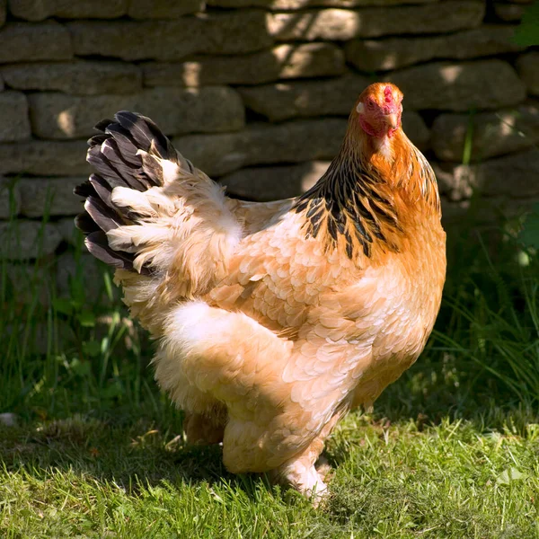 Free Range Chicken Grass — Stock Photo, Image