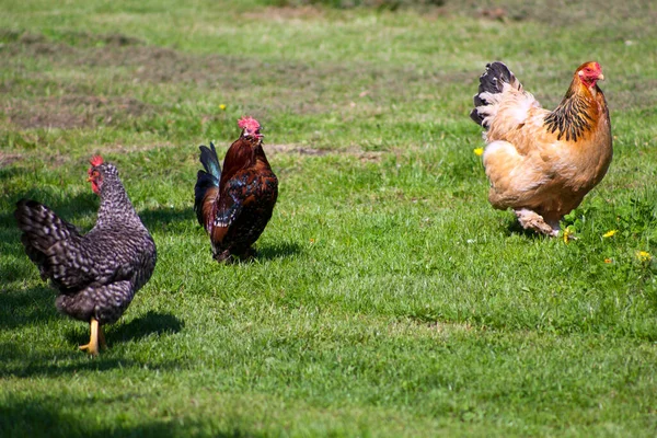 Three Colourful Free Range Chickens Strutting — Stock Photo, Image