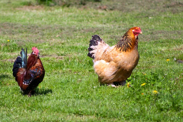 Két Színes Szabad Tartású Csirke Járkál — Stock Fotó