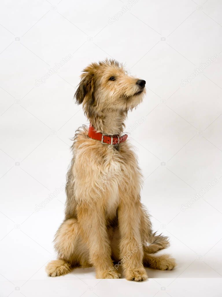 Young Lurcher puppy dog bitch on white background