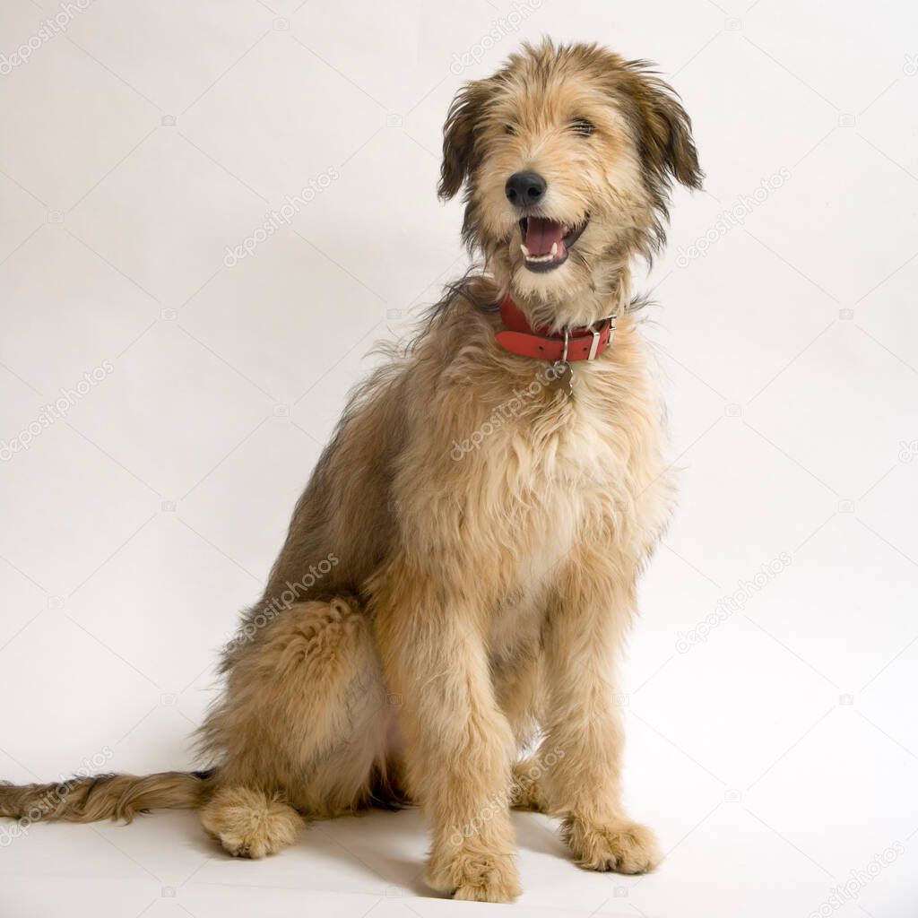 Young Lurcher puppy dog bitch on white background