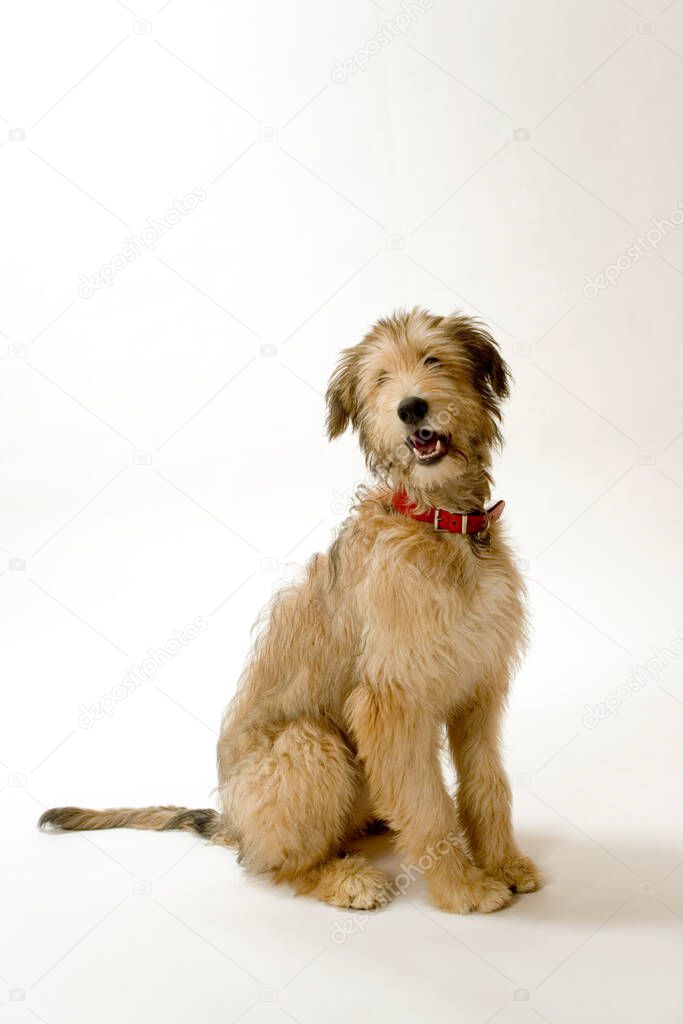 Cute young Lurcher puppy dog bitch on white background