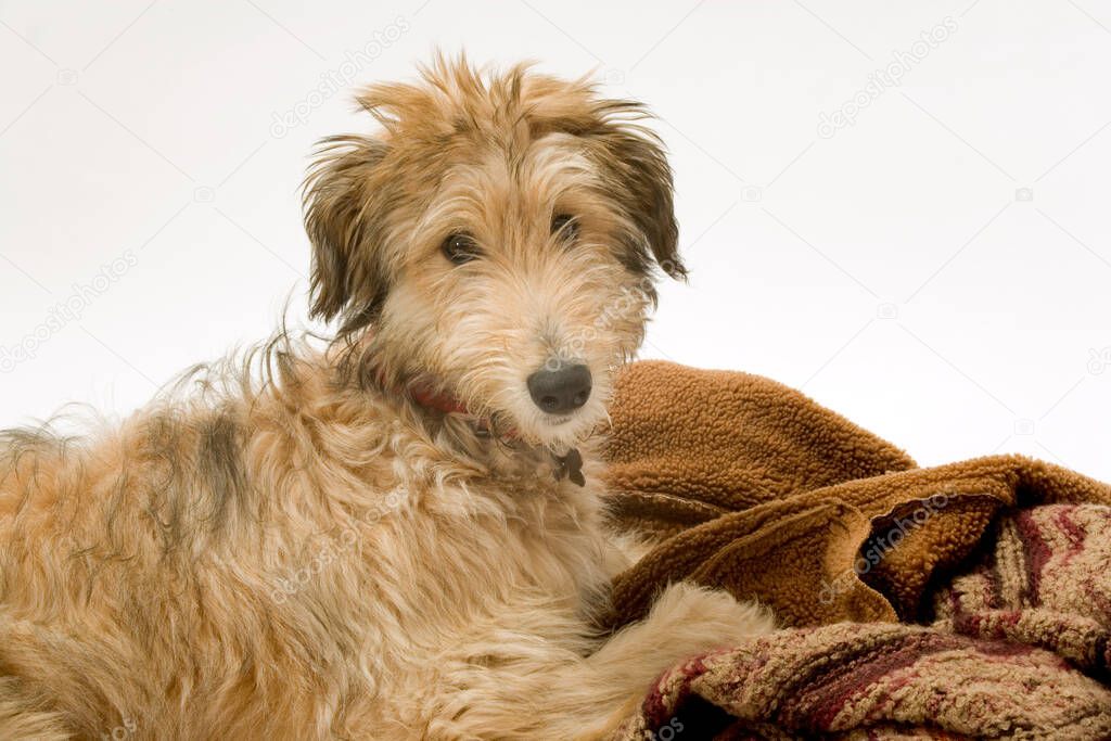 Cute young Lurcher puppy dog bitch on white background