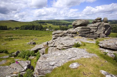 Tazı, Dartmoor, Devon, İngiltere, İngiltere