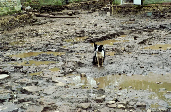 Perro Oveja Mar Barro — Foto de Stock