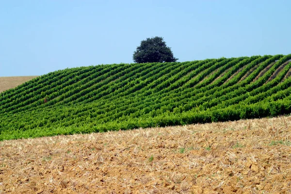 Prosty Graficzny Krajobraz Winorośle Pole Pól Uprawnych Półabstrakcyjne Blisko Rejaumont — Zdjęcie stockowe