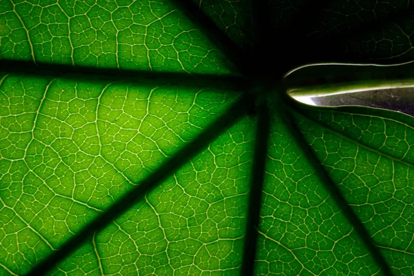 Semi Abstract Backlit Leaf Full Frame Close Background — Stock Photo, Image