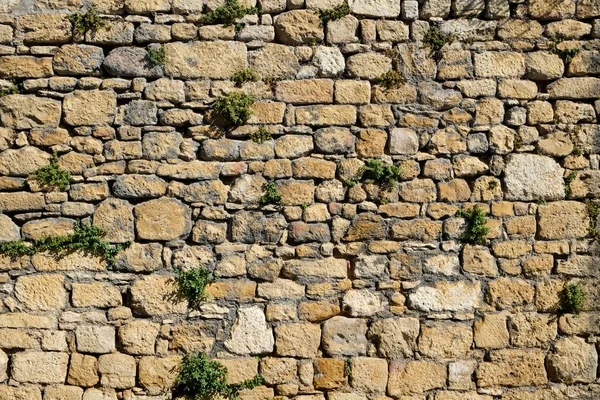 古い瓦礫石の壁に植生が生えています — ストック写真
