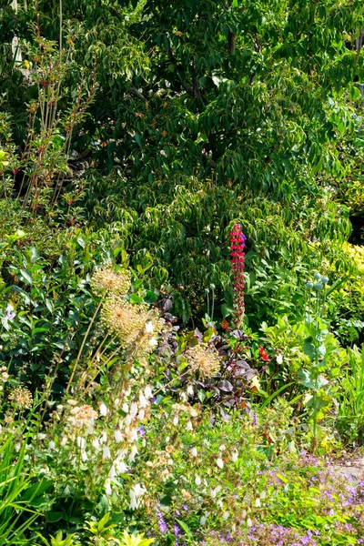 Colouful English Summer Garden Flower Border — Stock Photo, Image