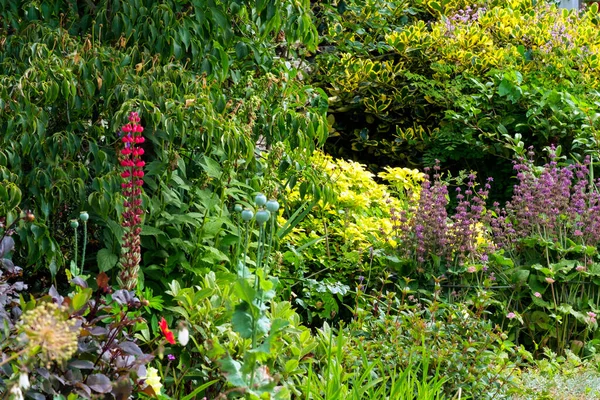 Colouful English Summer Garden Flower Border — Stock Photo, Image