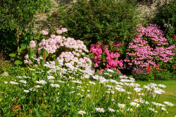 UK gardens. A beautiful summer walled garden border flowerbed display including Marguerite Daisies and Hydrangeas