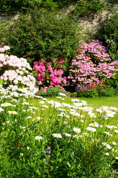 Gardens Beautiful Summer Walled Garden Border Flowerbed Display Including Marguerite — Stock Photo, Image
