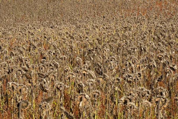 Kukorica Érlelése Vidéki Lot Garonne Vidéken Franciaországban Teljes Keret Háttér — Stock Fotó