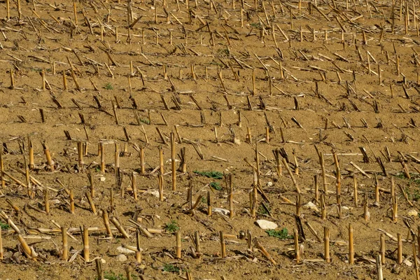 Campo Cultivos Cosechados Tallos Rastrojo Campiña Rural Lot Garonne Francia — Foto de Stock