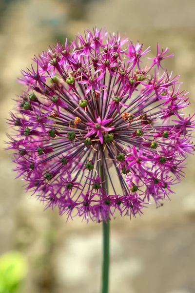 Pojedynczy Żywy Różowy Kwiat Allium — Zdjęcie stockowe