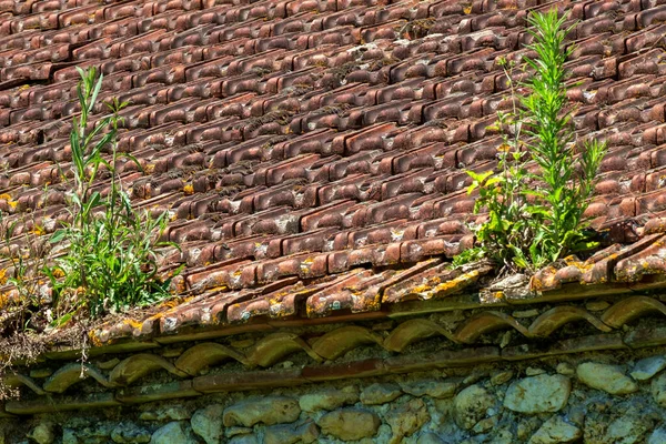 Old Outbuilding Roof Needs Growing Plants Removed — Stock Photo, Image