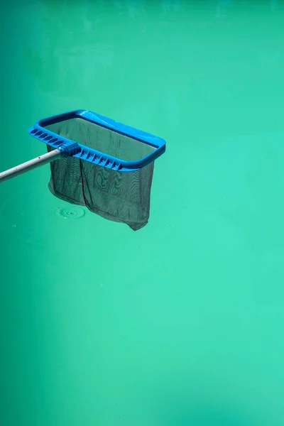 Swimming pool maintenance - a pool skimmer net waits above a green cloudy pool