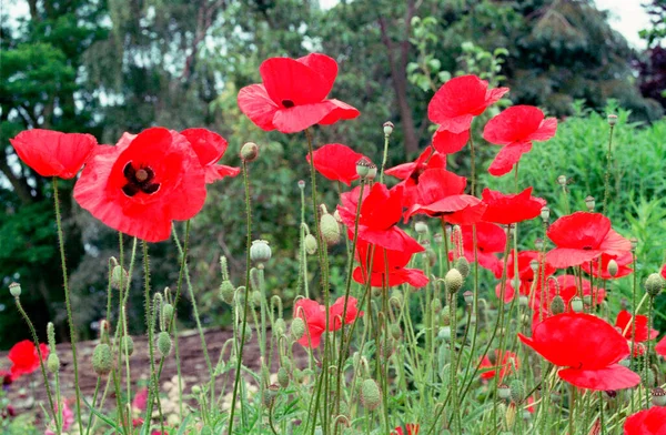 Згусток Червоних Макових Квітів — стокове фото