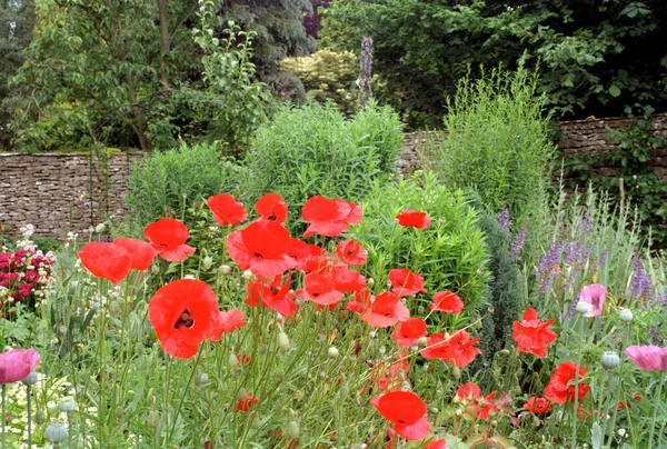Clump Red Poppy Flowers — Stock Photo, Image