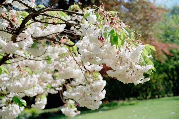 Çiçek Açan Kiraz Ağacının Ağırlığı — Stok fotoğraf