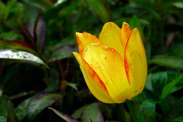 Żółty Tulipan Czerwonymi Frędzlami Kroplami Deszczu — Zdjęcie stockowe