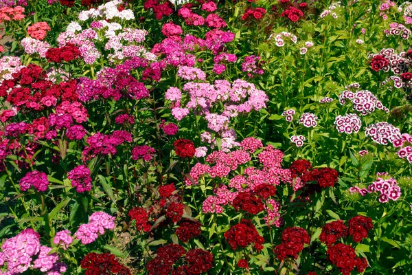 Full Frame Close Profuse Dianthus Sweet William Flowers Garden Flowerbed — Stock Photo, Image