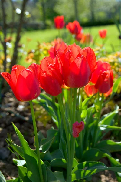 Wiosenny Ogród Kępa Żywych Czerwonych Tulipanów — Zdjęcie stockowe