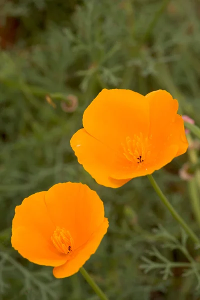 Poppies Islandês Laranja Vibrante — Fotografia de Stock