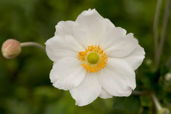 Único Anenome Japonês Branco Amarelo — Fotografia de Stock