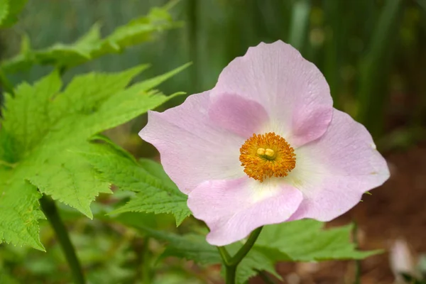 Japonês Anêmona Jardim Canteiro Flores Perto — Fotografia de Stock