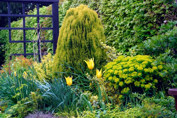 Amarelo Tulipas Tema Amarelo Jardim Fronteira Fundo — Fotografia de Stock