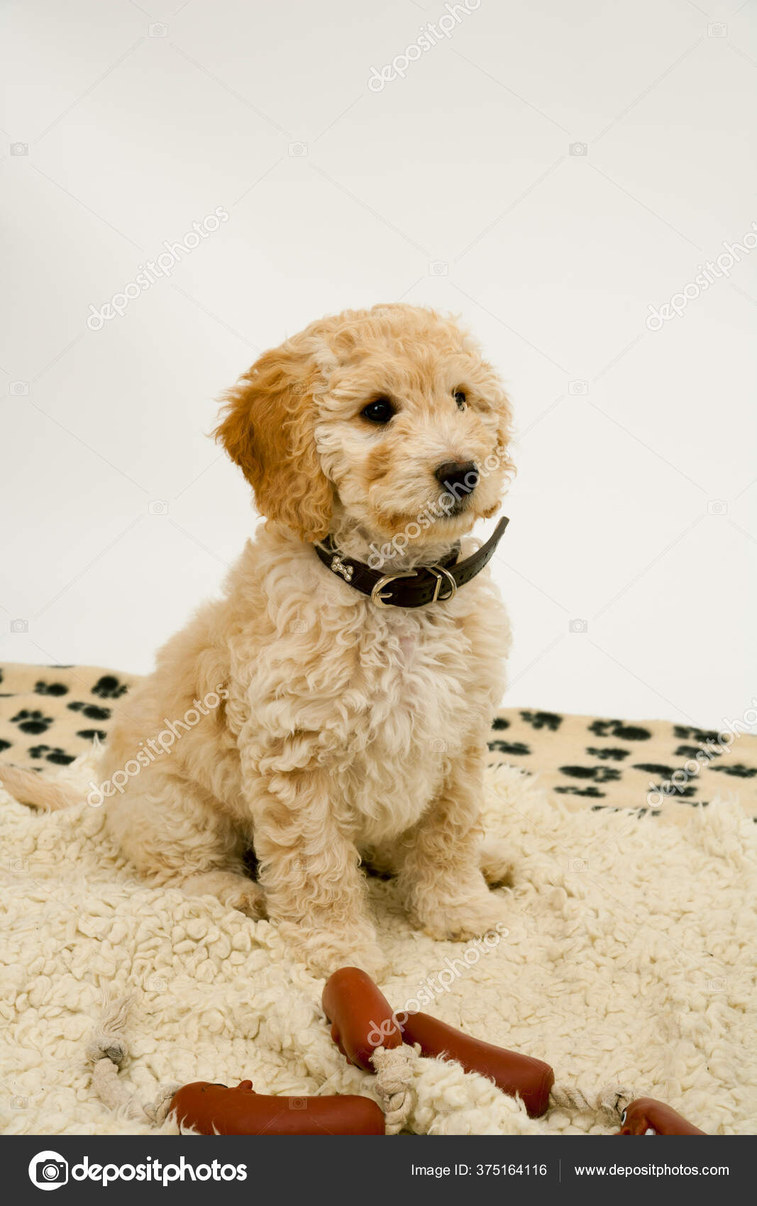 Cute Week Old Cockapoo Puppy Bitch White Background Sits