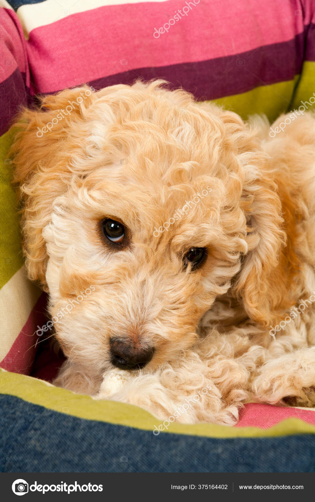Cute Week Old Cockapoo Puppy Bitch White Background Lies Her
