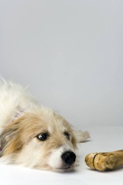 Studio shot on plain background of a long-haired lurcher bitch lying anxiously next to a well-chewed bone