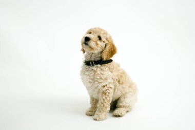 A cute 12 week old Cockapoo puppy bitch on a white background sits obediently looking upwards clipart
