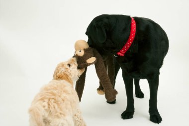 An elderly black labrador waits patiently while a cute 12 week old Cockapoo puppy bitch tries to take her soft toy away.