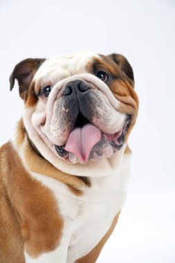 Beyaz, pürüzsüz bir zeminde oturan genç bir İngiliz Bulldog kameraya haylaz bir şekilde bakar.