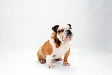 Genç ve geleneksel bir İngiliz Bulldog sabırla beyaz, pürüzsüz bir zeminde oturur ve yukarıya bakar.