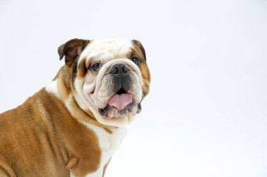 Beyaz, pürüzsüz bir arka planda oturan genç bir İngiliz Bulldog kameraya bakıyor.