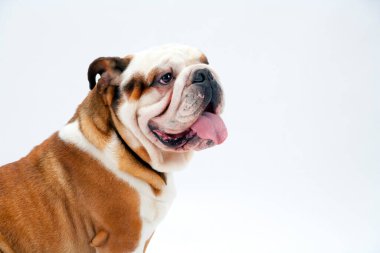 Beyaz, pürüzsüz bir arka planda oturan genç bir İngiliz Bulldog kameraya bakıyor.